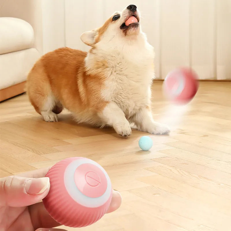 The Smart Pet's Toy: toys that will challenge and stimulate your pet's mind