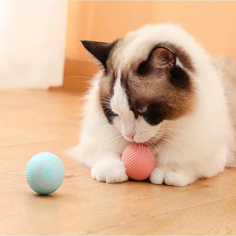 The Smart Pet's Toy: toys that will challenge and stimulate your pet's mind